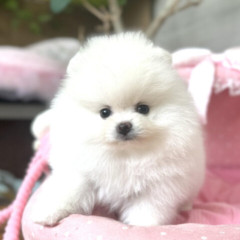 ポメラニアン　ティファニー・２ちゃんサムネイル