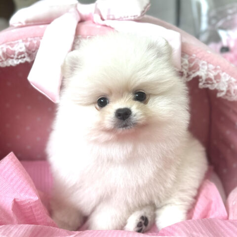 ポメラニアン　クロエ・１ちゃんサムネイル