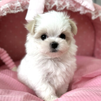 マルチーズ　聖・１ちゃんサムネイル