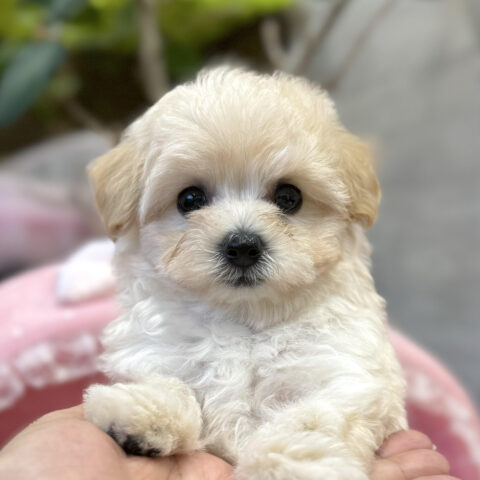 マルプー　ぽにょ・１君サムネイル
