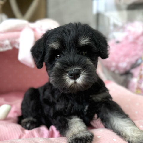 ミニチュアシュナウザー　こあね・１ちゃんサムネイル