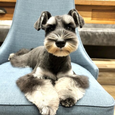 ミニチュアシュナウザー　パセリ・１ちゃんサムネイル