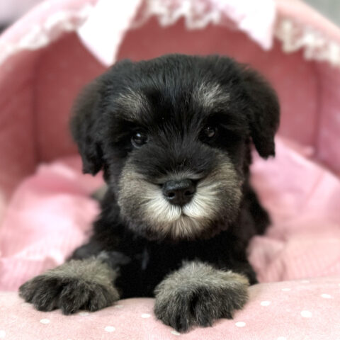 ミニチュアシュナウザー　かな・４君サムネイル
