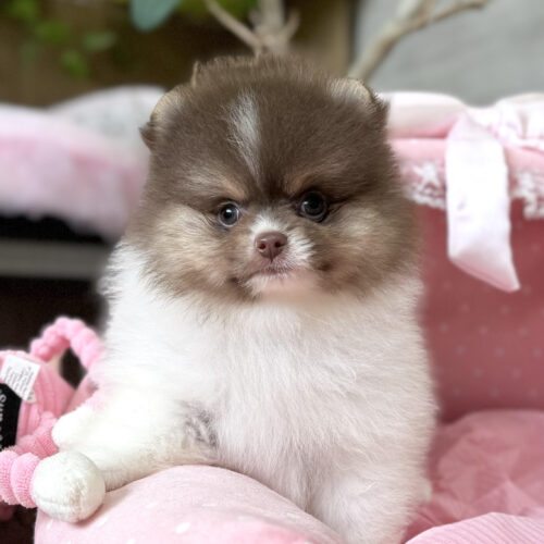 ポメラニアン　ポム・１ちゃん