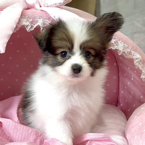 パピヨン　ゆま・１ちゃんサムネイル