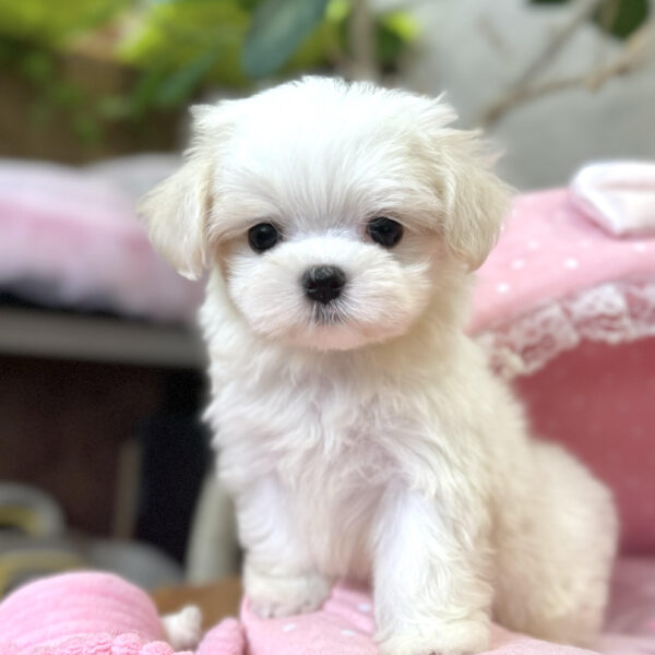 マルチーズ 萌・1ちゃん | 【公式】子犬のブリーダー・ミニチュア