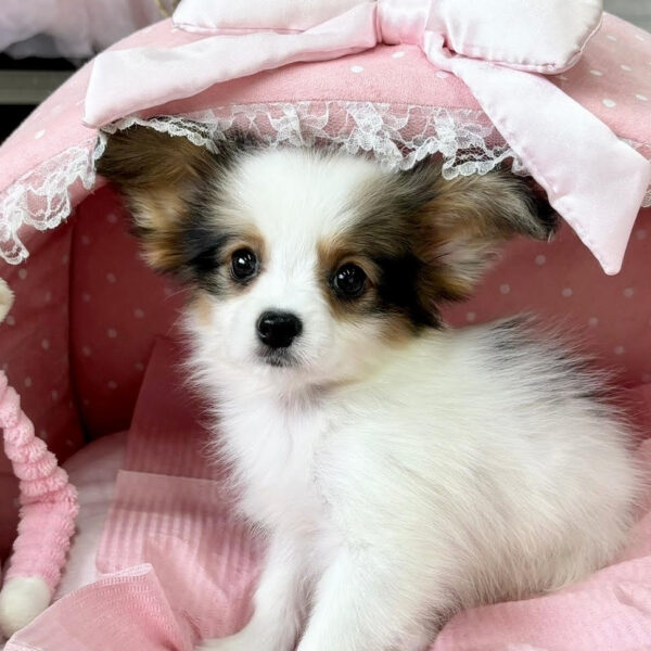 パピ＋ヨン様確認用 □すぬさま専用愛犬パピヨンちゃんミニチュアオーダー