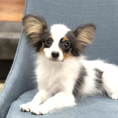 パピヨン　ユニ・３ちゃんサムネイル