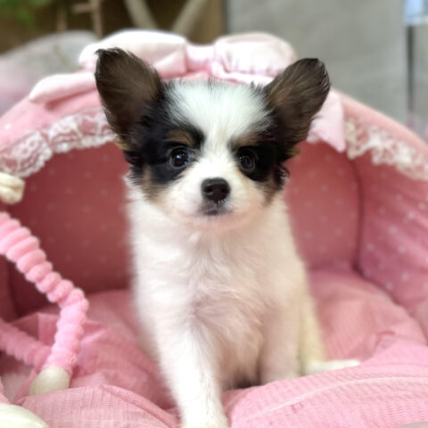 パピヨン　ユニ・２ちゃんサムネイル