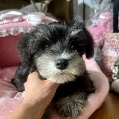 ミニチュアシュナウザー　くぐみ・１ちゃんサムネイル