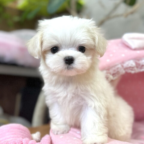 マルチーズ　萌・１ちゃんサムネイル