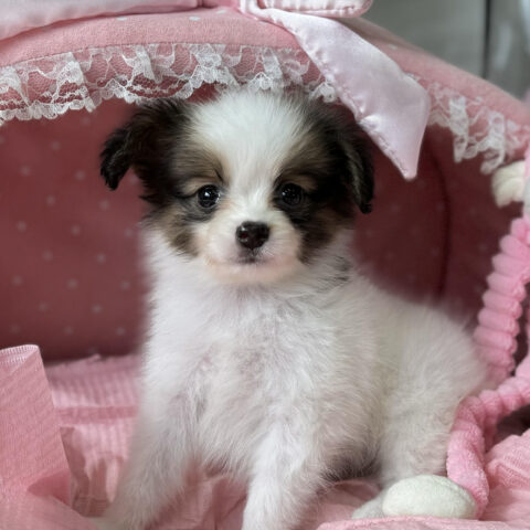 パピヨン　サファイア・１ちゃんサムネイル
