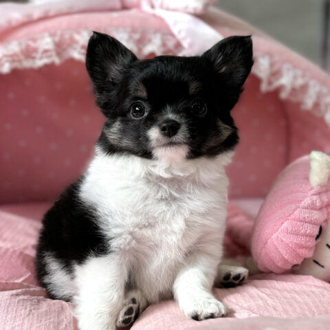 チワワ　メロン・１ちゃんサムネイル