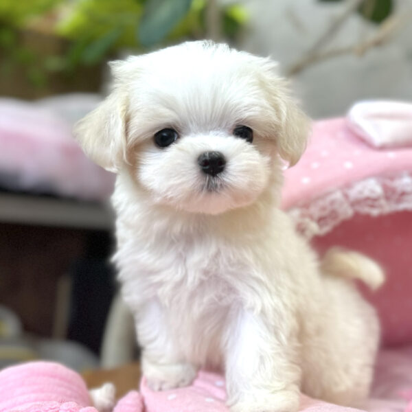 マルチーズ 萌・1ちゃん | 【公式】子犬のブリーダー・ミニチュア