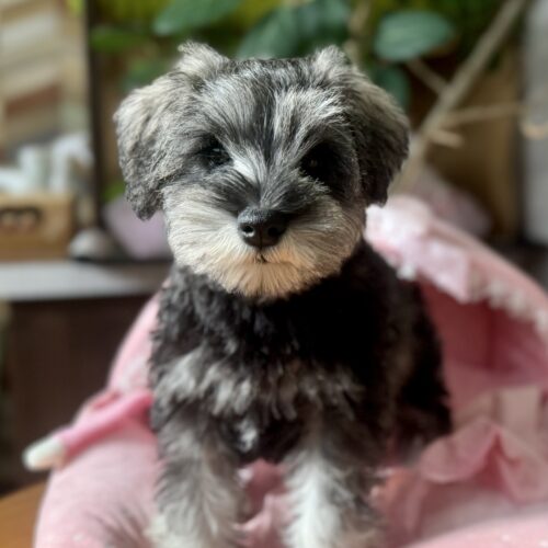 ミニチュアシュナウザー　くぐみ・２ちゃん