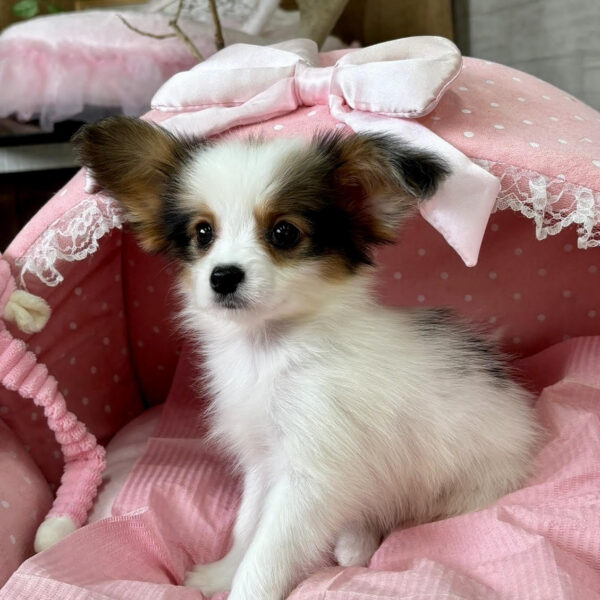 オーダー受付　3犬種バスタイム　パピヨン　シーズー　シュナウザー　ご予約　1/9 パピヨン ユニ・1ちゃん | 【公式】子犬のブリーダー・ミニチュア