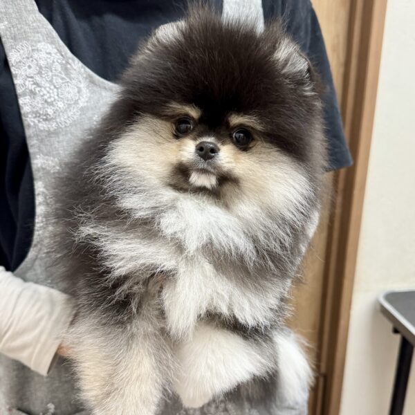 ポメラニアン ロン・2君 | 【公式】子犬のブリーダー・ミニチュア