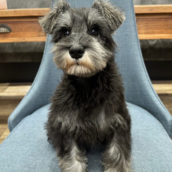 ミニチュア シュナウザー ラグ ダークブルー ミニチュア・シュナウザー | 【ラバーズドッグ】LOVERS DOG