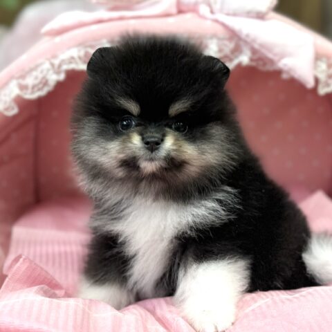 ポメラニアン　ロン・３ちゃんサムネイル