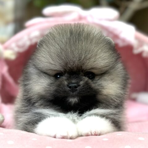 ポメラニアン　ロン・１君サムネイル