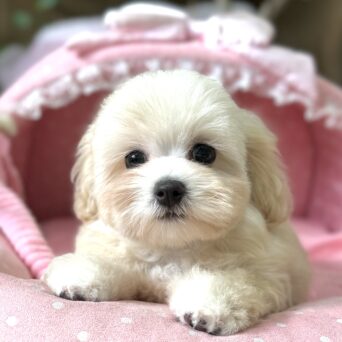 マルプー　おかか・１君サムネイル