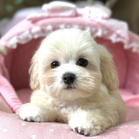 マルプー　おかか・１君サムネイル