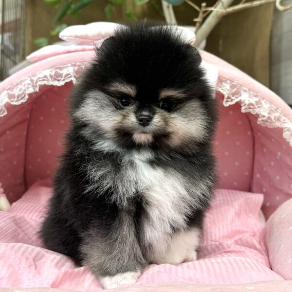 ポメラニアン ロン・2君 | 【公式】子犬のブリーダー・ミニチュア