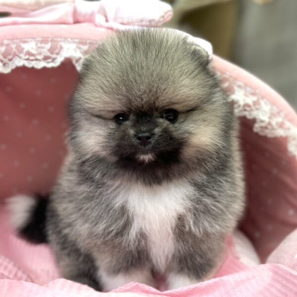 ポメラニアン ロン・1君 | 【公式】子犬のブリーダー・ミニチュア