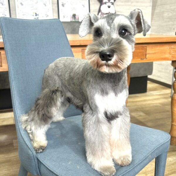 ミニチュアシュナウザー あいく・1君 | 【公式】子犬のブリーダー