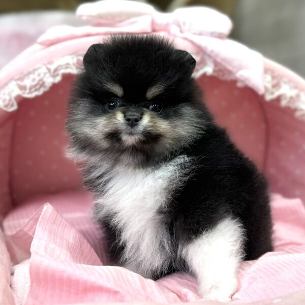 オーダー受付　ポメラニアン　エンジェル　限定パネル　ご予約ページ　5/23 特別販売】ポメラニアン チャンピオン男の子 セカンドホーム