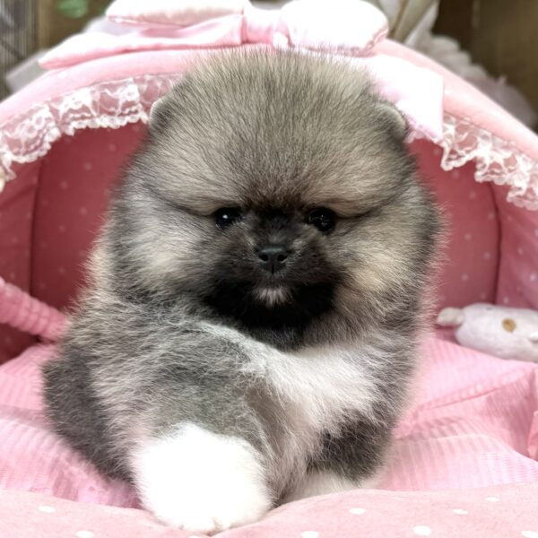 ハンドメイド　オーダー受付ページ　♡マシュマロ ココア　ポメラニアン　パネル♡ ハンドメイド オーダー受付ページ ♡マシュマロ ココア ポメラニアン