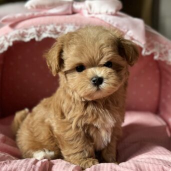 マルプー　まう・２ちゃんサムネイル