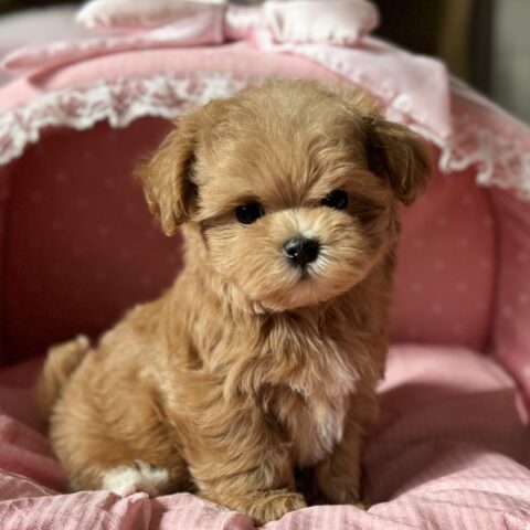 マルプー　まう・２ちゃんサムネイル