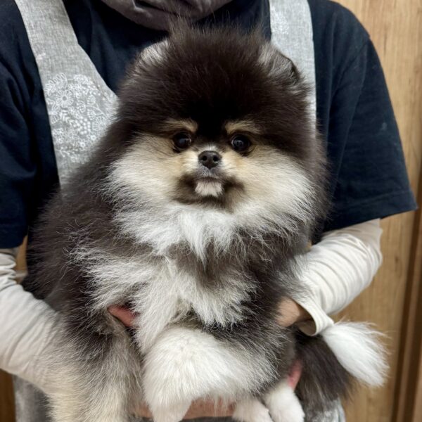 ポメラニアン ロン・2君 | 【公式】子犬のブリーダー・ミニチュア
