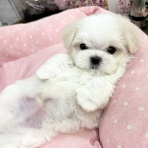マルチーズ　しおり・１君サムネイル