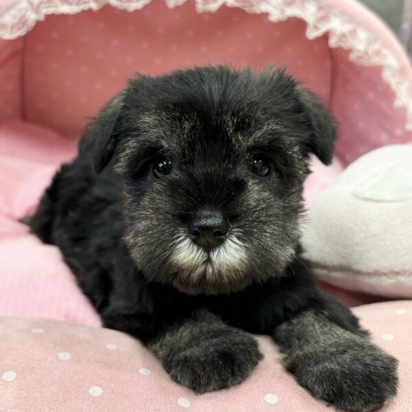 ミニチュア シュナウザー ラグ ダークブルー アニマルマット ラグマット インテリア リビング雑貨 人気