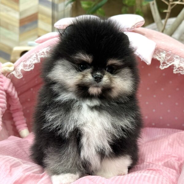 ポメラニアン ロン・2君 | 【公式】子犬のブリーダー・ミニチュア