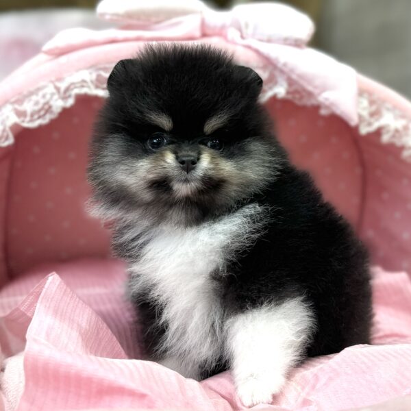ブロンズ？子犬　３匹 ポメラニアン ロン・3ちゃん | 【公式】子犬のブリーダー・ミニチュア
