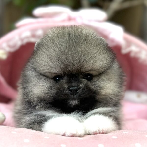 ポメラニアン ロン・1君 | 【公式】子犬のブリーダー・ミニチュア