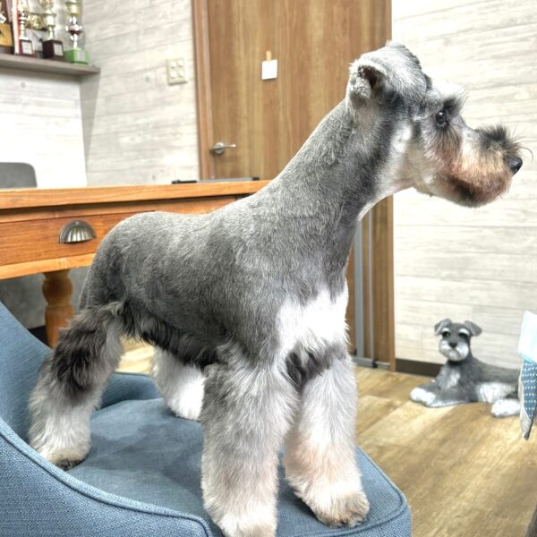 ミニチュアシュナウザー あいく・1君 | 【公式】子犬のブリーダー