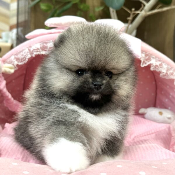 ポメラニアン ロン・1君 | 【公式】子犬のブリーダー・ミニチュア