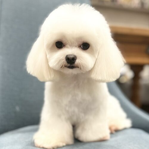 里親様募集　マルチーズ　らん・２君