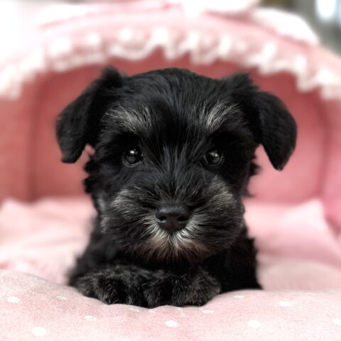 ミニチュアシュナウザー　ここるん・１ちゃんサムネイル