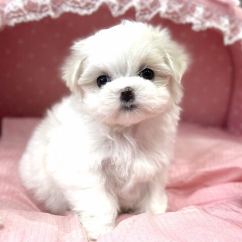 マルチーズ　りらん・１ちゃんサムネイル