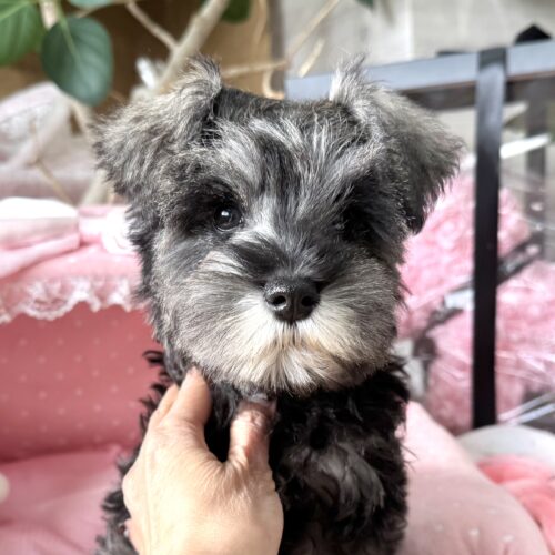 ミニチュアシュナウザー　かの・２ちゃん