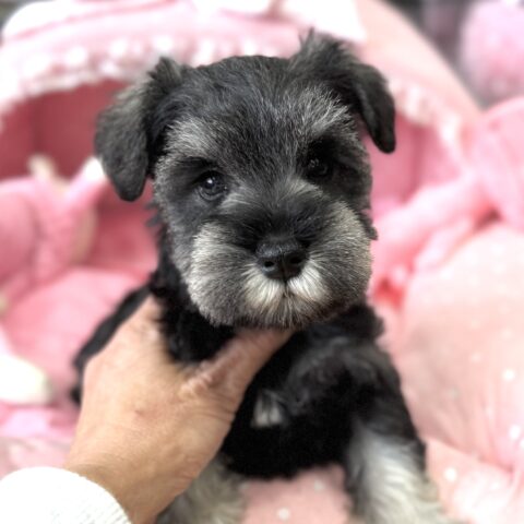 ミニチュアシュナウザー　かの・３ちゃんサムネイル