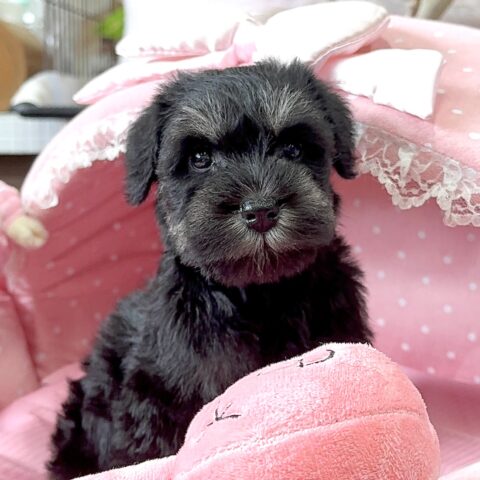 ミニチュアシュナウザー　ロコ・２ちゃんサムネイル