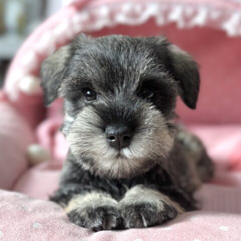 ミニチュアシュナウザー　くるん・２ちゃんサムネイル