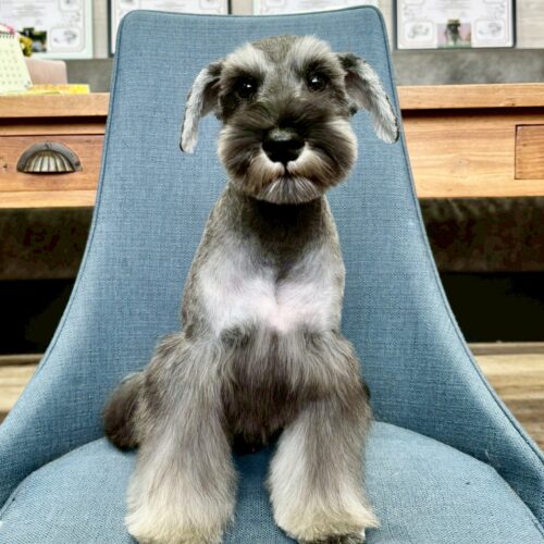 ミニチュアシュナウザー　このみ・１君