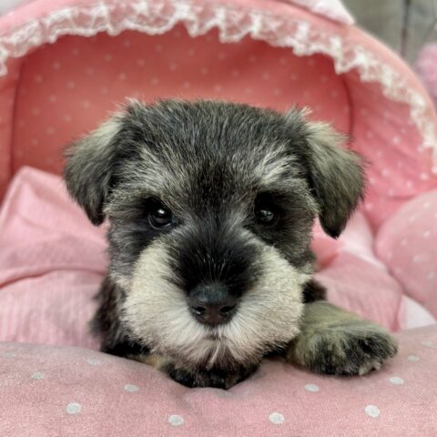ミニチュアシュナウザー　このみ・２ちゃんサムネイル